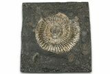 Dactylioceras Ammonite Fossil - Posidonia Shale, Germany #358350-1